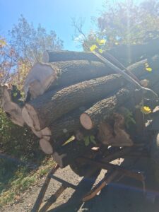 Tăiere și furt de arbori fără drept