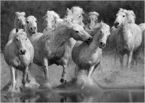 Salonul Internațional de Artă Fotografică Sibiu – Ediția 26