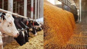 România, lider european la exportul de cereale și recorduri istorice în comerțul cu animale vii