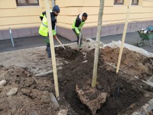 Plantările de arbori sunt în curs în oraș