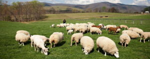 Furt de ovine la Dobârca