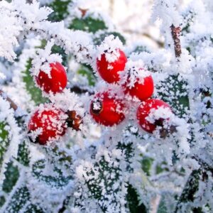 ROMSILVA – Măceșele și păducelul, pete de culoare în peisajul hibernal