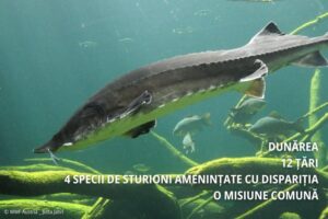 Sturionii, protejați prin proiectul 𝗠𝗼𝗻𝗦𝘁𝘂𝗿 𝗶𝗻 𝘁𝗵𝗲 𝗗𝗮𝗻𝘂𝗯𝗲