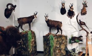 Expozitia de trofee “H Hunting Prize”, editia a IV-a