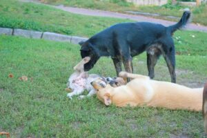 Primăria Tălmaciu reamintește deținătorilor de câini obligațiile legale: Microcipare, sterilizare și protecția animalelor