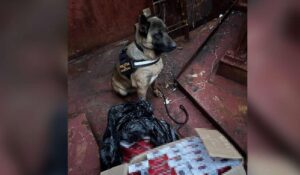 Polițiștii de frontieră constănțeni au descoperit peste 6.000 de pachete de țigări fără timbru fiscal