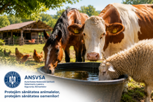 Protejarea animalelor în sezonul cald: recomandările ANSVSA pentru deținători și crescători