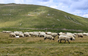 Sprijin pentru sectorul ovin – ghidul pentru investițiile destinate prevenirii epizootiilor în fermele de ovine și caprine, în consultare publică