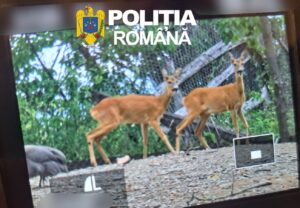 Dosar penal pentru braconaj cinegetic