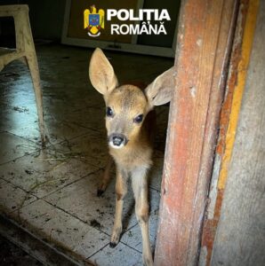 Pui de căprior, deținut fără respectarea prevederilor legale