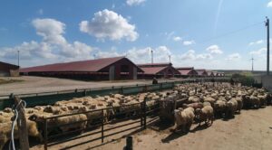 Mii de animale înregistrate diferit în evidențe față de situația constatată în teren, în urma controalelor ANSVSA din județul Tulcea 