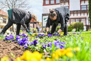 Încep plantările de toamnă în oraș: 220 de arbori noi și 60.000 de plante